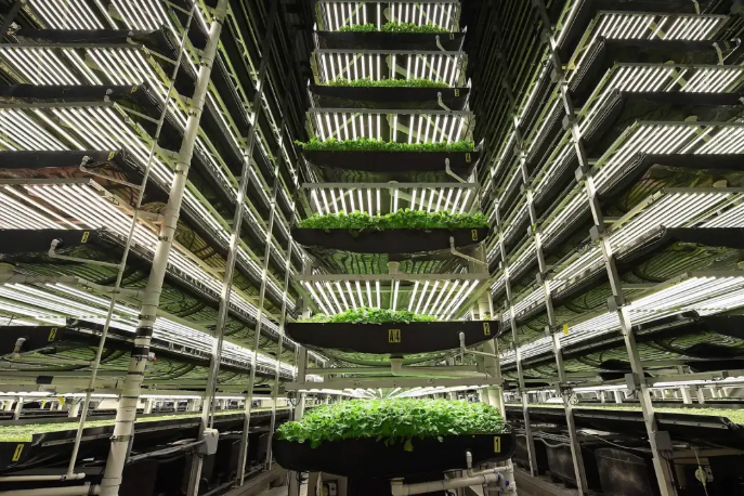 AeroFarms successfully exits Chapter 11 AeroFarms successfully exits Chapter 11