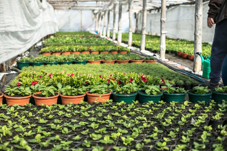 Dümmen Orange sells part of its Dutch Anthurium Facilities Dümmen Orange sells part of its Dutch Anthurium Facilities