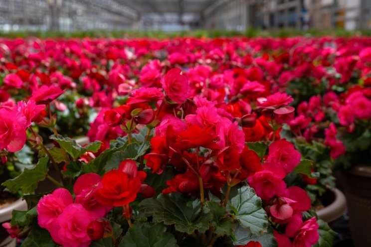 Stress management techniques for begonias