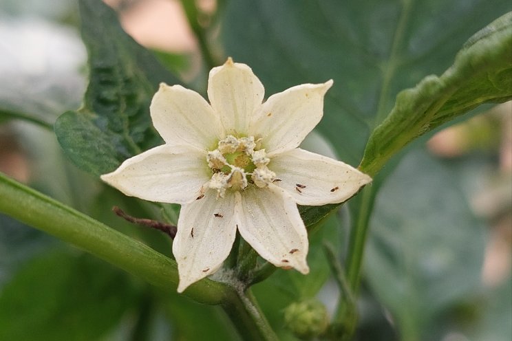 Pepper growers should remain vigilant for new thrips threat Pepper growers should remain vigilant for new thrips threat