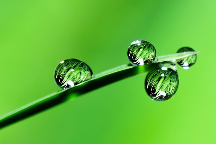 Biodegradable surfactant for agri biologicals and agrochemicals Biodegradable surfactant for agri biologicals and agrochemicals