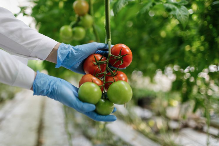 Beyond yield prediction in greenhouse tomatoes Beyond yield prediction in greenhouse tomatoes