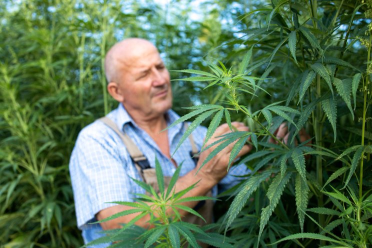 Medical cannabis will create jobs