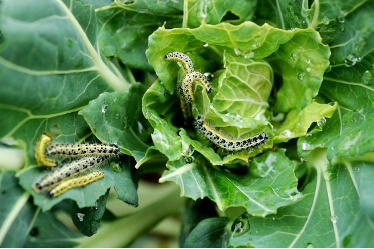 Biopesticides: Bridging the gaps in the UK horti market Biopesticides: Bridging the gaps in the UK horti market
