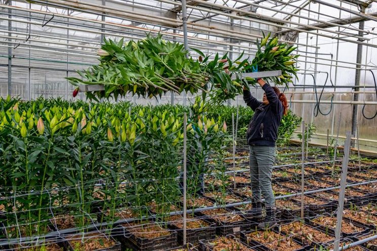 10 lessons for enhancing safety in your horti business