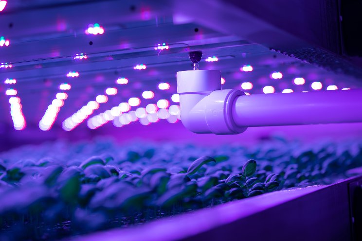 Hydroponics, aquaponics or VF – which works best for you?