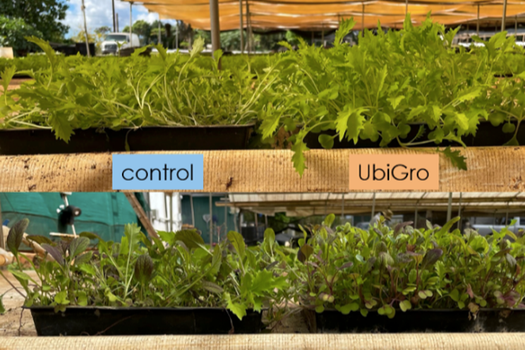 +27% yield boost in microgreens trial +27% yield boost in microgreens trial