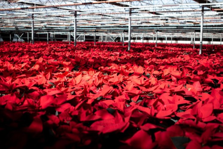 Maximizing the productivity of short-day plants
Maximizing the productivity of short-day plants