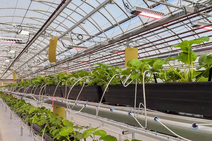The Center of Horticultural Innovation puts SOLLUM to the test