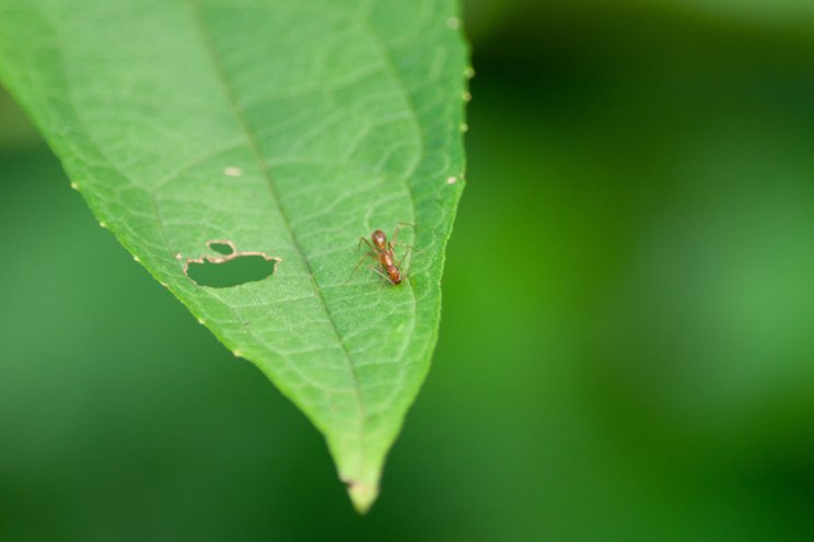 Why a strict monitoring program is essential for thrips control