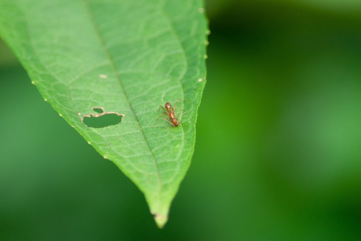 Why a strict monitoring program is essential for thrips control Why a strict monitoring program is essential for thrips control