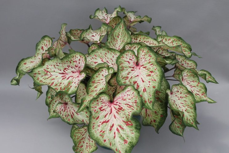 University of Florida releases three new caladium cultivars University of Florida releases three new caladium cultivars