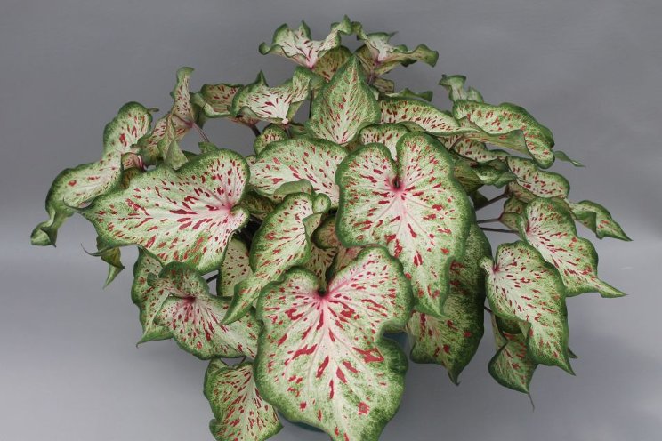 University of Florida releases three new caladium cultivars