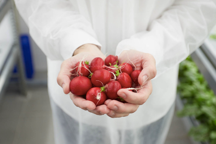 Technologies for growing radish on vertical farms