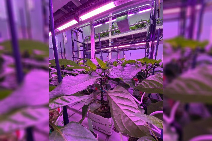 WUR joins RED to advance research on young plants