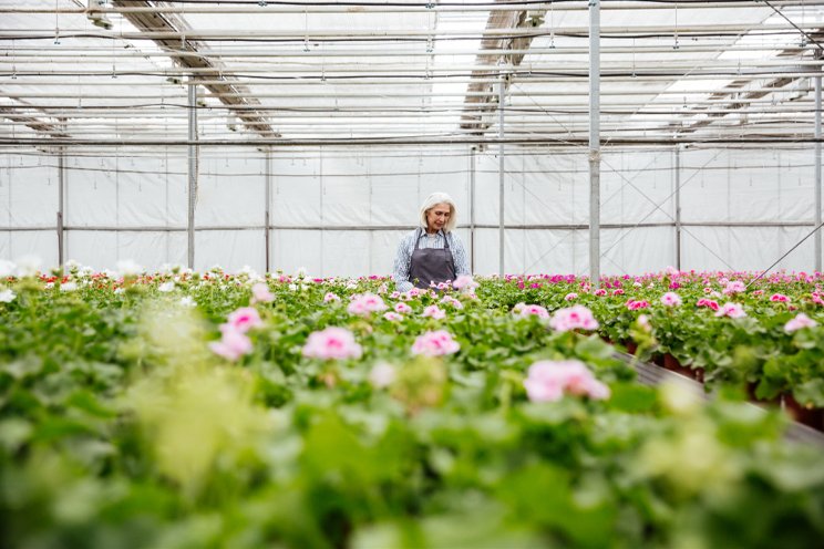 Your predictions for the greenhouse market in 2024 Your predictions for the greenhouse market in 2024
