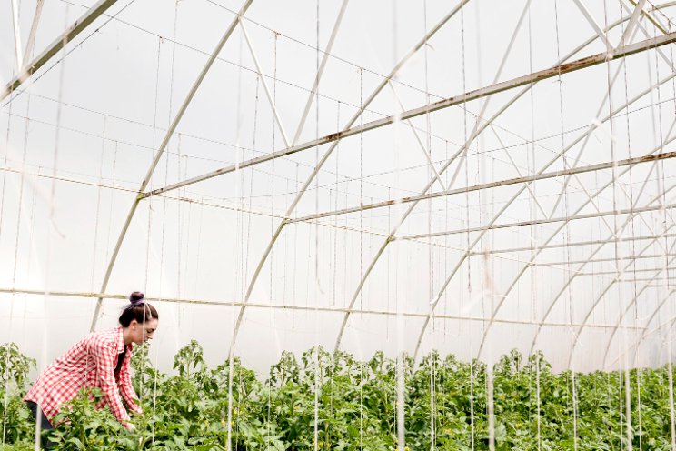 Five ways to optimize your greenhouse benching