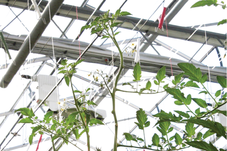 How to beat summer stresses in the greenhouse How to beat summer stresses in the greenhouse