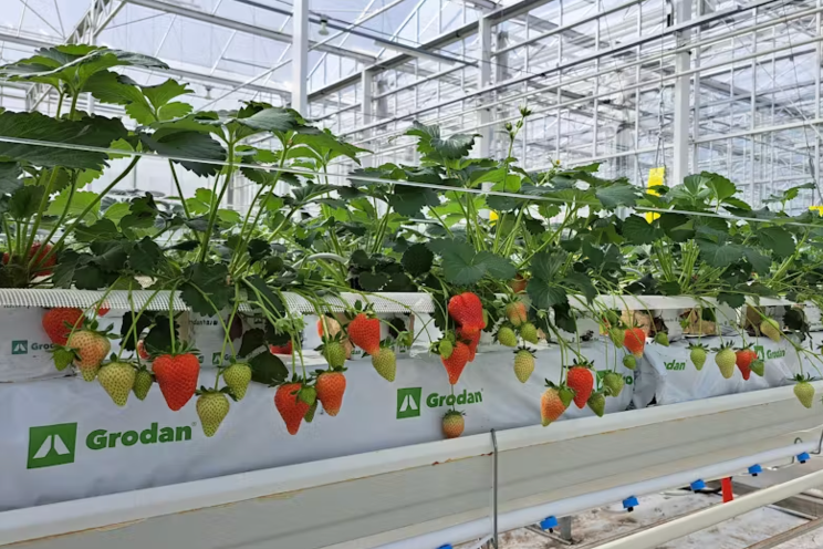 Demystifying stone wool for strawberry cultivation Demystifying stone wool for strawberry cultivation