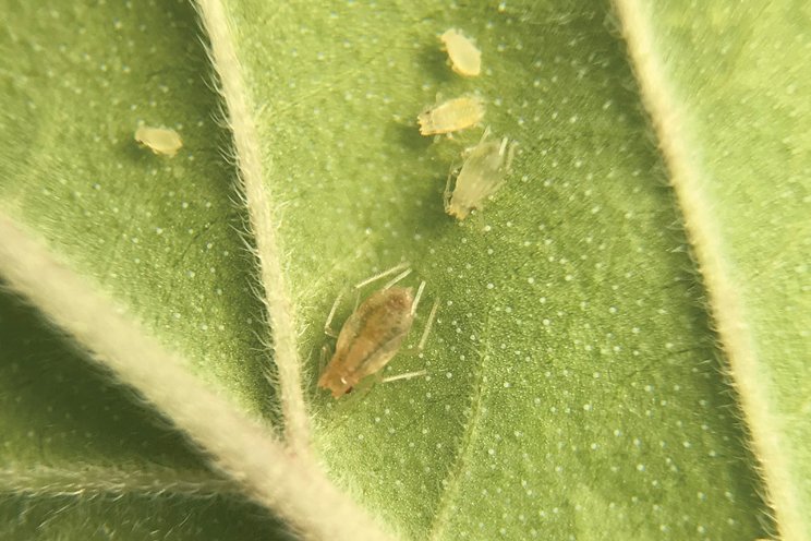 How to get good cannabis aphid control