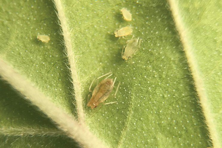 How to get good cannabis aphid control How to get good cannabis aphid control