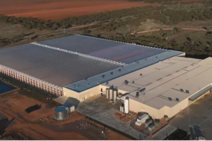Cann's latest Mildura Medical cannabis harvest Cann's latest Mildura Medical cannabis harvest