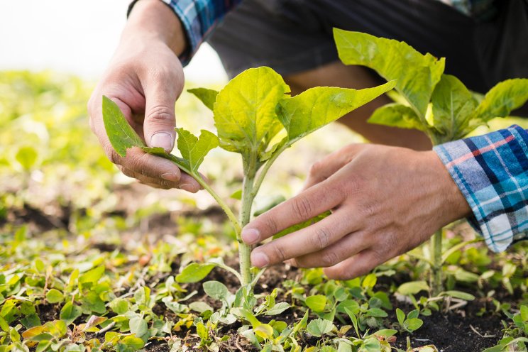 Embrace greenhouse farming initiative to halt food crisis