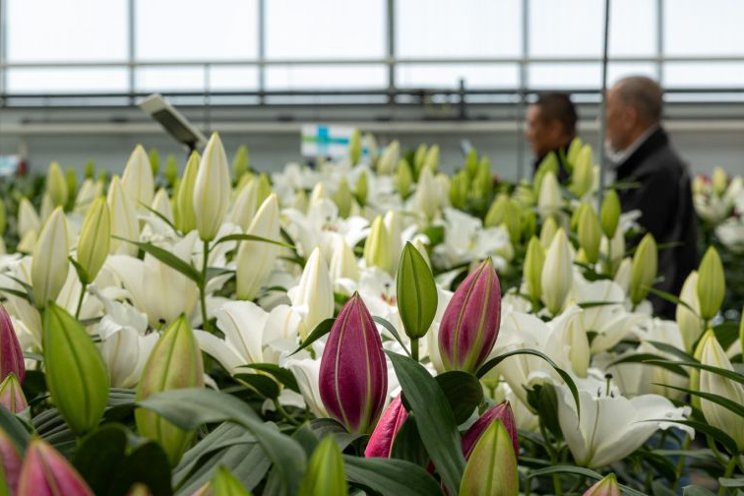 Dutch Lily Days attracts hundreds of visitors Dutch Lily Days attracts hundreds of visitors