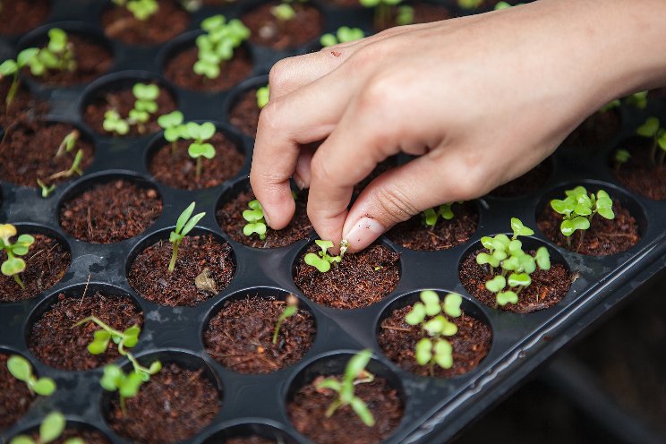 Urban farm in Abbotsford receives $100K donation