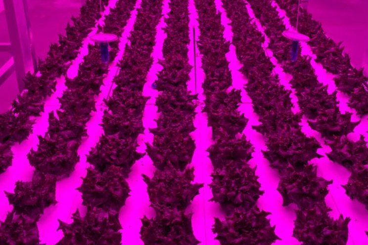 What is the best cultivation strategy in a VF?