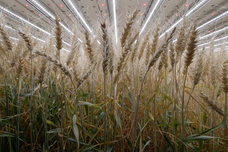 The tremendous potential of indoor-grown wheat