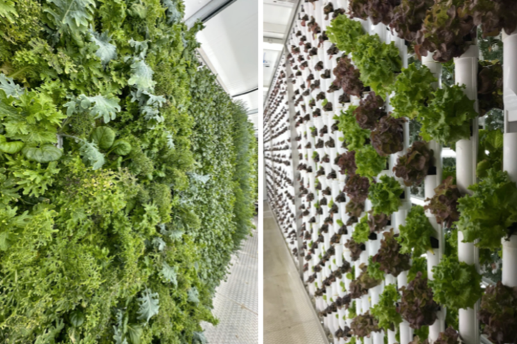 Hydroponic BeatBox Farms At Vital Root Hydroponic BeatBox Farms At Vital Root