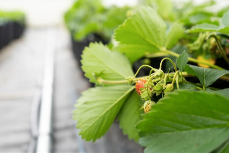 Collège Boral growing berries for the North