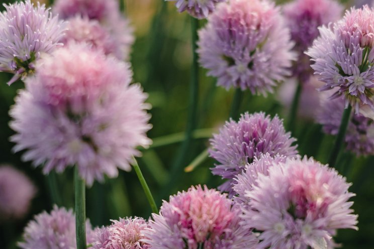 How the perennial farm navigates new trends in perennials How the perennial farm navigates new trends in perennials