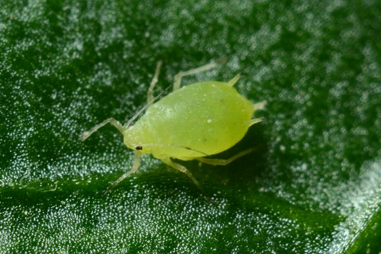Plant drought response hormone found to block spider mites Plant drought response hormone found to block spider mites