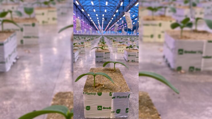 Great Lakes Greenhouses begins new chapter with Sollum Technologies
