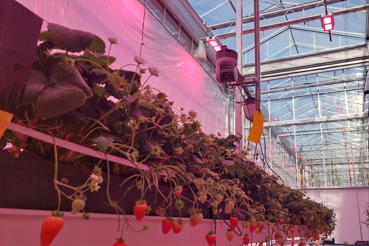 Optimising strawberry lighting with plant photosynthesis