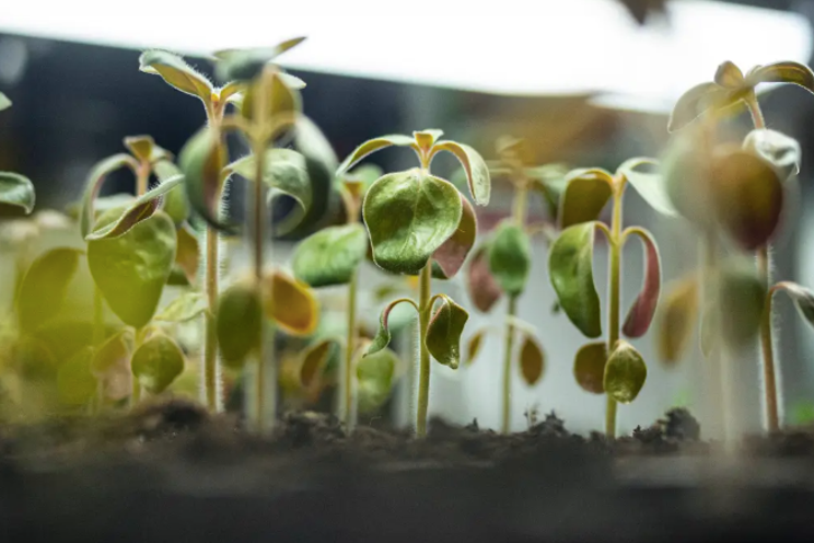 CoBank reports urges vertical farms to trim costs CoBank reports urges vertical farms to trim costs