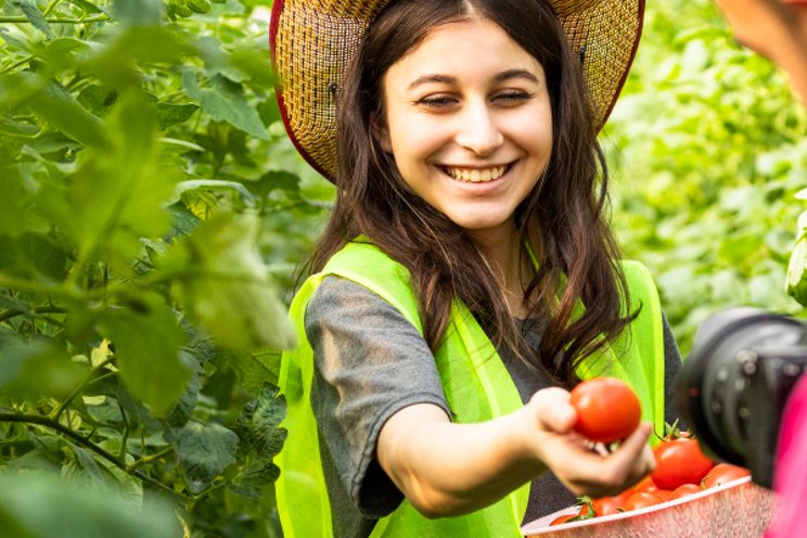 Moroccan tomato producers want to double their exports