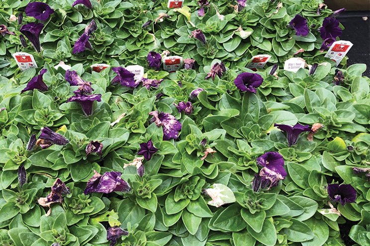 Preventing spring Botrytis issues in the greenhouse Preventing spring Botrytis issues in the greenhouse