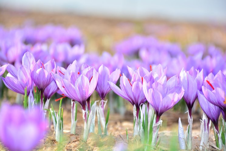 $1M grant to revolutionize saffron industry