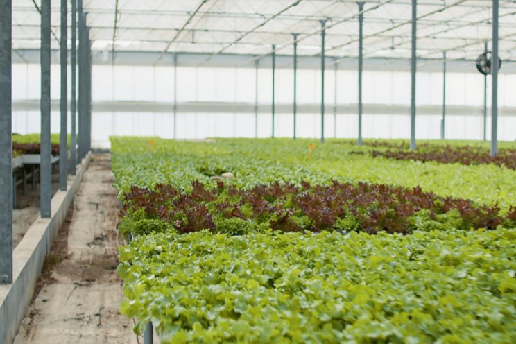 Computer vision in the greenhouse is here