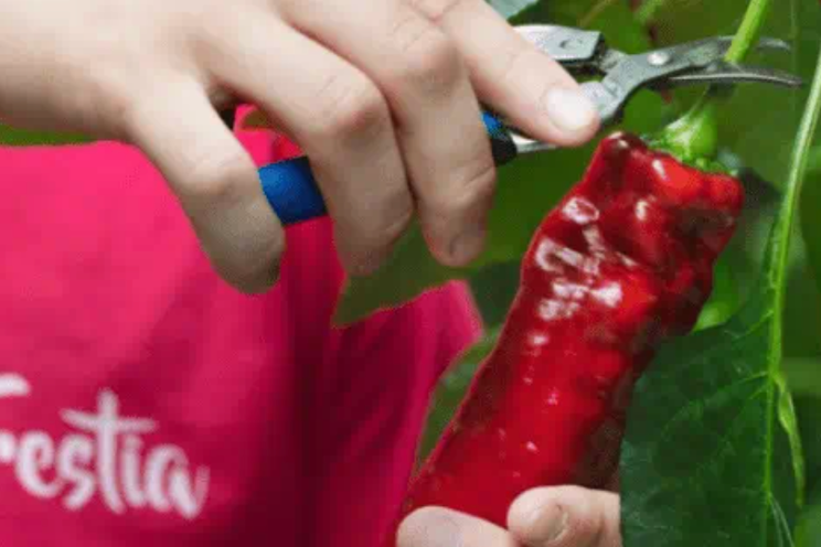 Growing pesticide-free is about more than crop protection Growing pesticide-free is about more than crop protection