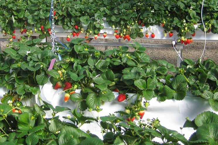 Ohio State hosting greenhouse strawberry course