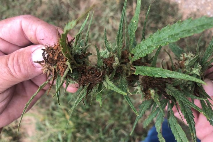 The big three cannabis diseases The big three cannabis diseases