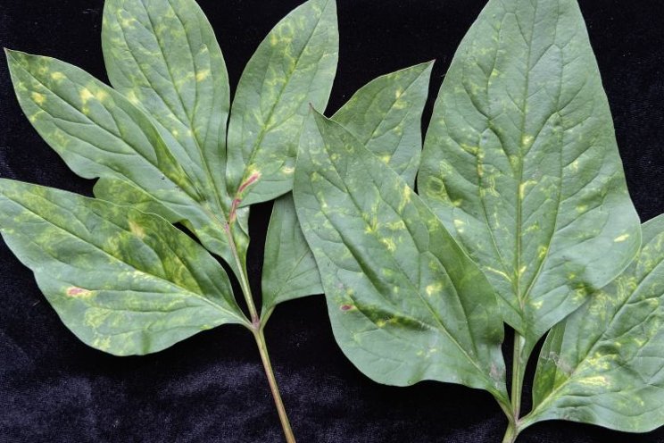 Don’t get rattled by this plant virus Don’t get rattled by this plant virus