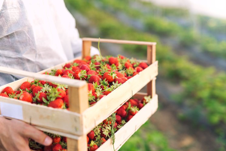 FruitCast raises €3.2M for AI-enhanced soft fruit farming