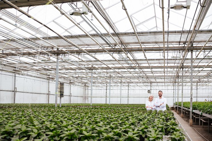 Greenhouse growers are open to using recycled water on crops Greenhouse growers are open to using recycled water on crops