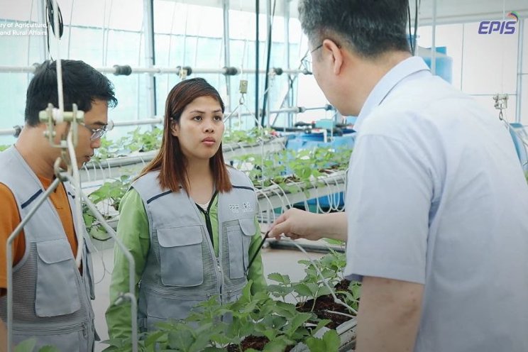 P100M Korean greenhouses in Bukidnon empower farmers