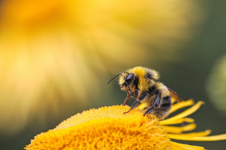 Ontario creates Honey Bee Health Initiative